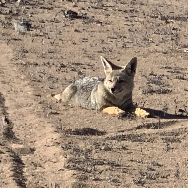 Gall-2023-Etapa-III-017